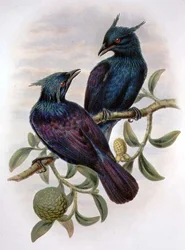 Phonygama Purpureiviolacea