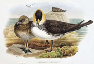 Labbe pomarin (Stercorarius pomarinus), lithographie de "Les Oiseaux de Grande-Bretagne"