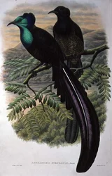 Oiseau de paradis de la princesse Stéphanie