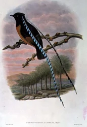 Pteridophora Alberti, Roi des oiseaux de paradis de Saxe