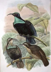 Ptiloris Paradiseus, Oiseau de paradis à fusil