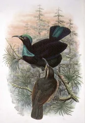 Ptiloris Victoriae, Oiseau de Paradis Fusil Victoria (lithographie en couleur)