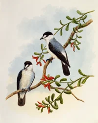 Rougegorge des torrents, Monachella muelleriana, gravure de William Matthew Hart (1830-1908), Royaume-Uni