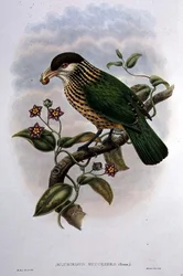 Oiseau-chat à oreilles blanches - Ailuroedus Buccoides