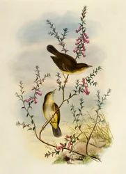 Gobemouche tacheté blanc (Pseudogerygone notata), gravure par William Matthew Hart, Royaume-Uni