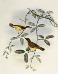Gerygone à ventre jaune (Gerygone chrysogaster), lithographie de Birds of Asia