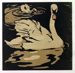 Le Beau Cygne, illustration de 
