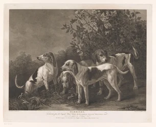 Quatre chiens de chasse