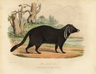 Civette africaine, Civettictis civetta