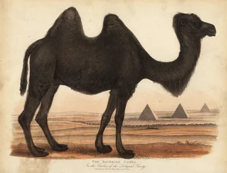 Chameau de Bactriane, Camelus bactrianus