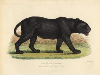 Panthère noire, Panthera pardus ou Panthera onca