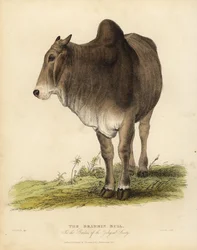 Race Brahma de zébu, Bos taurus indicus