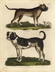 Races de chiens, Canis lupus familiaris