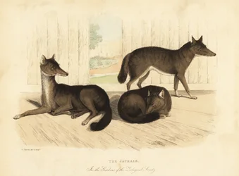 Chacal doré, Canis aureus