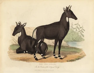 Nilgaut ou taureau bleu, Boselaphus tragocamelus
