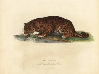 Panthère, Panthera pardus ou Panthera onca