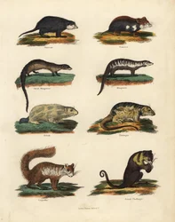 Espèces de rongeurs