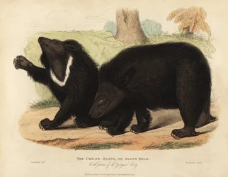Ours lippu, Melursus ursinus. Vulnérable