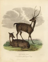 Cerf des marais ou barasingha, Rucervus duvaucelii