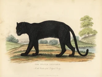 Le Léopard noir, Panthera pardus