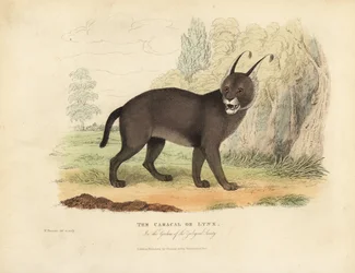 Le Caracal ou Lynx