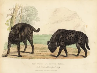 La Hyène rayée et la Hyène tachetée