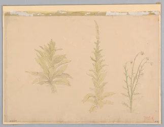Étude de Plantes de Molène