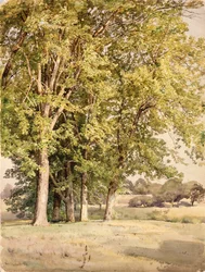 Érables du comté de Chester, Pennsylvanie