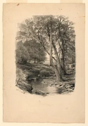 Piscine dans les bois