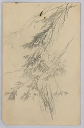 Étude de feuillage