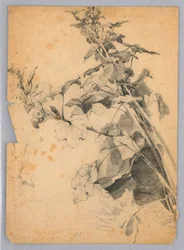 Étude de feuillage