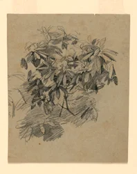 Étude de feuillage