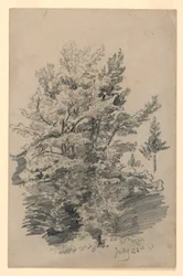 Étude de feuillage