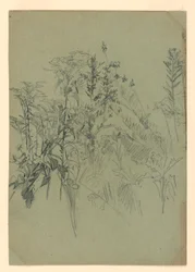 Étude de feuillage