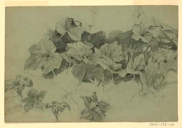 Étude de feuillage
