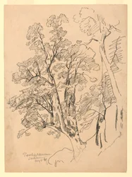 Étude de feuillage, Trachselwald, Berne, Suisse