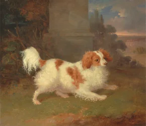 Un épagneul Blenheim
