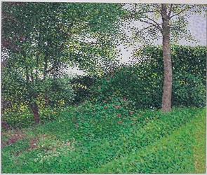 Lumière du soir : Jeune frêne