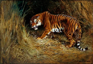 Un tigre rôdeur