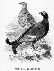 Le tétras lyre, illustration tirée de «A History of British Birds» de William Yarrell, publiée pour la première fois en 1843