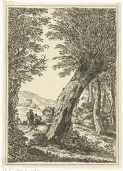 Saule