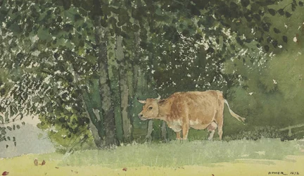 Vache au pâturage
