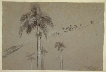 Dessin, Royal Palm, Cuba, 1885