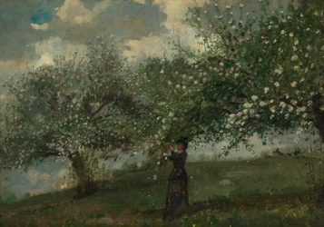 Fille cueillant des fleurs de pommier