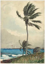 Palmier, Nassau