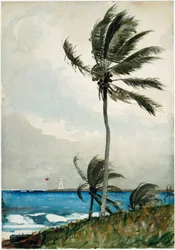 Palmier, Nassau