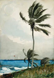 Palmier, Nassau, 1898