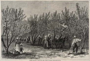 Cueillette de pêches dans le Delaware