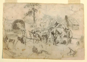 Mules au repos attachées à des chariots