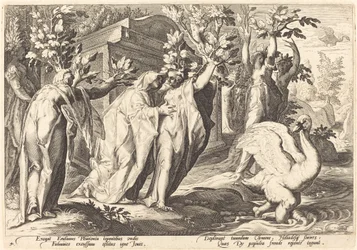 Les sœurs de Phaéton changées en peupliers, Cygnus en cygne